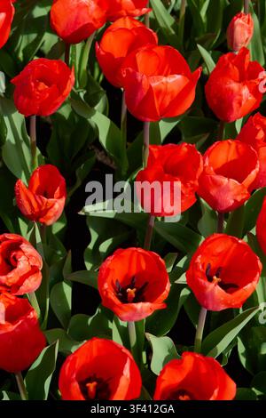 Tulipi rossi brillanti in piena fioritura con rugiada mattutina, vivace esposizione floreale di un giardino primaverile. Foto Stock