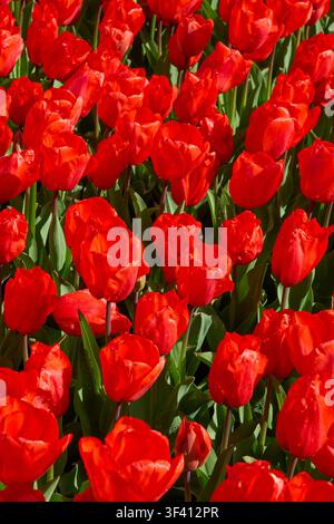 Campo di tulipani rossi brillanti in piena fioritura con rugiada fresca del mattino, sfondo floreale primaverile vibrante. Foto Stock