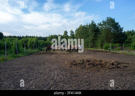 Gruppo di cavalli in piedi su un pascolo polveroso recintato accanto a una fila di alberi verdi sotto un cielo blu terso, creando una scena rurale tranquilla con spazio aperto e luce naturale Foto Stock