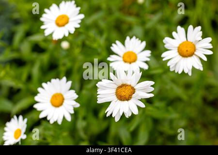 Margherite bianche in fiore tra una vegetazione verde rigogliosa. Margherite bianche con centri dorati fioriscono tra una vegetazione verde rigogliosa in una scena di giardino luminosa. Foto Stock
