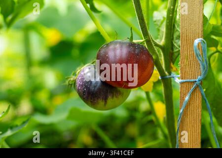 Pomodori viola scuro che maturano su una vite da giardino. Due pomodori viola scuro maturano su una vite da giardino sostenuta tra un fogliame verde brillante. Foto Stock