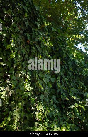 Una vista a occhi di verme guarda lungo una parete fittamente ricoperta di edera verso una macchia di cielo blu vivace visibile attraverso la fitta vegetazione verde. La prospettiva verso l'alto Foto Stock