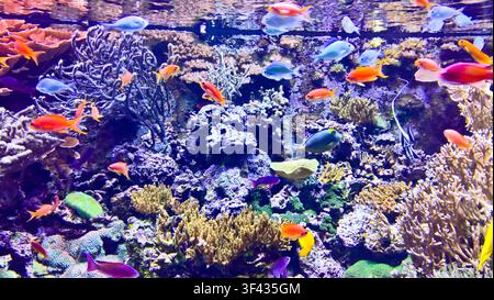 Coloratissimo acquario di barriera corallina tropicale con pesci marini esotici e un vibrante ecosistema subacqueo Foto Stock