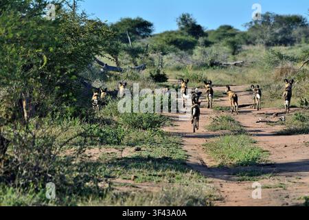 Cani selvatici africani nella riserva naturale di Timbavati, Sudafrica Foto Stock