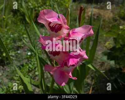 Bellissima fiori rosa Gladiolo Vino e Rose con centro rosso scuro in fiore in un giardino, primo piano. Foto Stock
