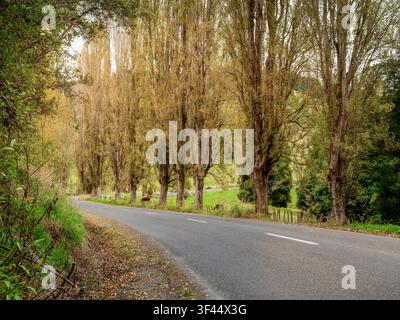 Strada, sfondo auto, placca posteriore automobilistica, strada di campagna fiancheggiata da pioppi Foto Stock