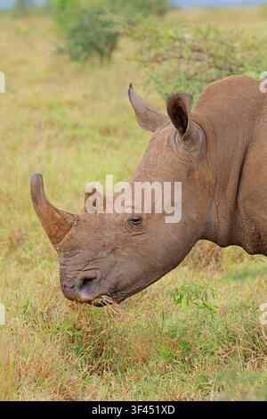Ritratto su un rinoceronte bianco in via di estinzione (Ceratotherium simum), Sudafrica Foto Stock