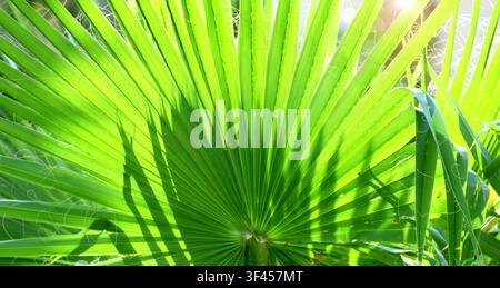 Sfondo orizzontale con foglie verdi lussureggianti. Soleggiato sfondo estivo con una scena tropicale con foglie. Foglie verdi di piante tropicali su sfondo soleggiato. NA Foto Stock
