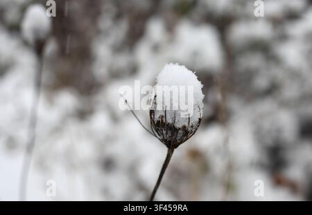Un primo piano dettagliato di una singola capsula di seme selvatico essiccato con un cappuccio di neve, con uno sfondo sfocato innevato a Delnice, Croazia. Foto Stock
