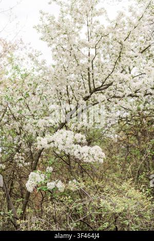 Albero di Serviceberry coperto di fiori bianchi primaverili Foto Stock