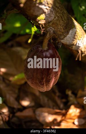 Cacao maturo appeso a un ramo d'albero Foto Stock