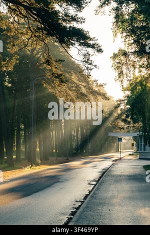 Raggi di sole che filtrano attraverso la foresta di pini su una strada silenziosa all'alba Foto Stock