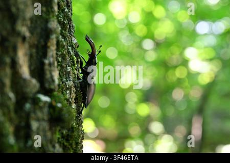 Scarabeo cervo maschio (Lucanus cervus) su corteccia di albero nella foresta con sfondo sfocato verde Foto Stock