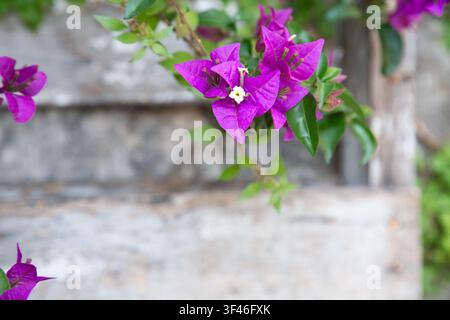 Vivaci fiori di bougainvillea viola su un ramo frondoso contro un muro di pietra sfocato, mostrando vivaci colori di giardino tropicale, petali delicati, profondità di campo ridotta Foto Stock