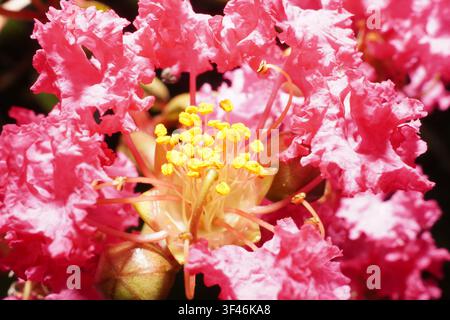 Un macro vivace che cattura i dettagli intricati di fiori rosa acceso. L'immagine evidenzia petali delicati e grappoli di filamenti gialli, sho Foto Stock