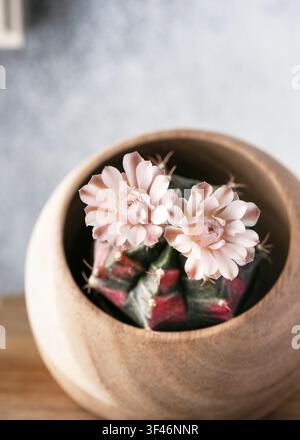 Cacto variegato fiorito (Gymnocalycium mihanovichii) con due fiori rosa delicati. Rarissima pianta succulenta esotica con vivaci motivi rosa e verdi Foto Stock