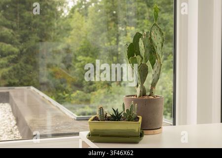 Cacto fiore di pruno in vaso e piccole succulente sul davanzale di una finestra che si affaccia su un giardino lussureggiante in una casa moderna con luce naturale Foto Stock