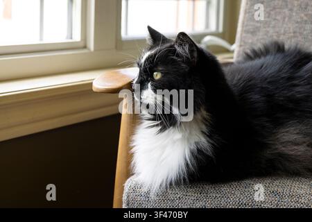 Gatto a pelo lungo bianco e nero che guarda fuori dalla finestra da una sedia grigia Foto Stock