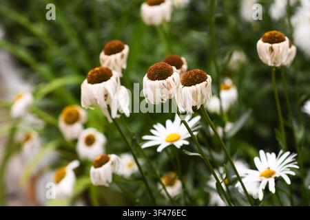 Piante di margherite appassite in giardino. Petali di margherita essiccati pendono dalle teste di fiori marroni in un campo autunnale. Steli di camomilla morti tra foglie verdi. Sbiadimento Foto Stock