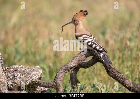 Upupa eurasica (Upupa epops), adulto con preda di bruco Foto Stock
