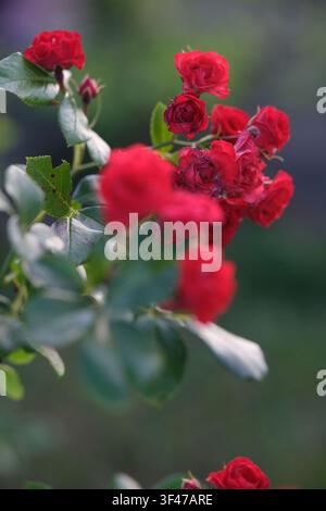 Grappolo di rose rosse in fiore su un cespuglio da giardino con fogliame verde Foto Stock