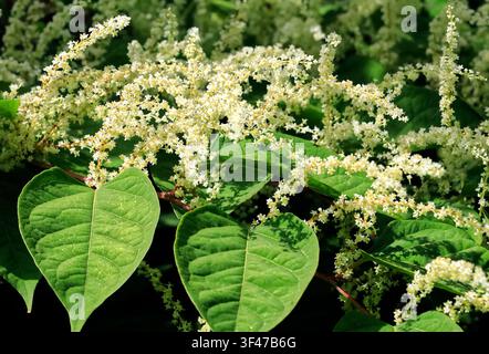 Renouria giapponese in fiore. (Reynoutria japonica, Fallopia japonica, Polygonum cuspidatum), ottobre. Autunno, Cardiff UK Foto Stock
