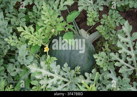 Anguria verde scuro che cresce sulla vite in un orto coltivato. Foto Stock