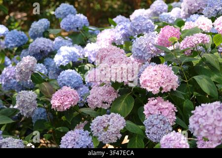 Ortensia macrophylla serie Endless Summer, ‘Bailmer‘, con fiori lilla e blu. .. Foto Stock