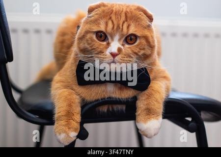 Gatto Scottish Fold arancione con un papillon nero che si rilassa su una sedia al chiuso. Animaletto domestico carino, elegante costume felino formale, stile di vita domestico accogliente Foto Stock