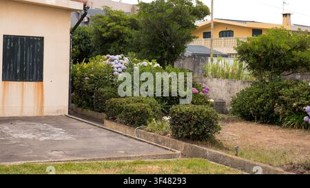 Ortensie in fiore in un modesto giardino di periferia accanto a una casa logorata in Portogallo Foto Stock