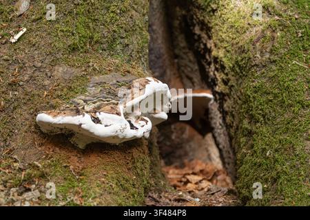 Grande fungo a forma di forchetta che cresce dal tronco in decomposizione di un albero antico a Savernake Forest, Wiltshire, Inghilterra. Foto Stock