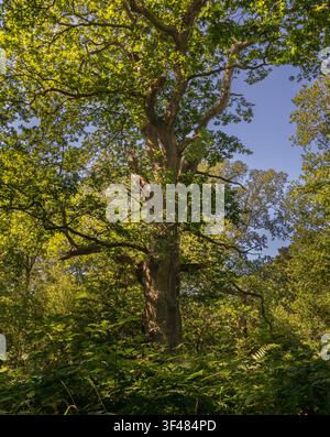 Antica quercia con rami distesi che si ergono sopra una vegetazione lussureggiante nella foresta di Savernake, nel Wiltshire, Inghilterra, in una giornata estiva soleggiata Foto Stock