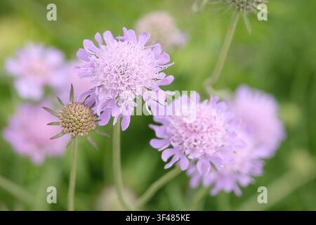 Scabiosa columbaria viola, piccola scabiosa o cuscinetto nano, in fiore. Foto Stock