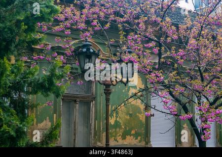Albero di ciliegio in fiore con fiori rosa accanto a un lampione vintage, muro di edificio verde patinato sullo sfondo, stagione primaverile, scena di natura urbana Foto Stock