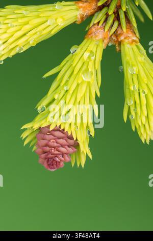 Primo piano di aghi e cono emergenti di un abete rosso nano (Picea abies Pusch) in primavera; messa a fuoco selettiva Foto Stock