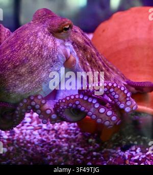 Fotografia macro di un polpo che evidenzia i suoi tentacoli dettagliati, le ventose, la pelle ruvida e l'occhio giallo. Scattata sotto una luce subacquea ambientale viola, magenta e rossa. Ritratto ad alto contrasto della vita marina, perfetto per temi di oceanografia, promozione di acquari, contenuti sulla fauna selvatica e design estetici moderni. Foto Stock
