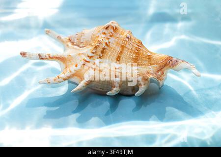 Grande conchiglia che riposa in acqua poco profonda con increspature illuminate dal sole e sfondo blu morbido Foto Stock