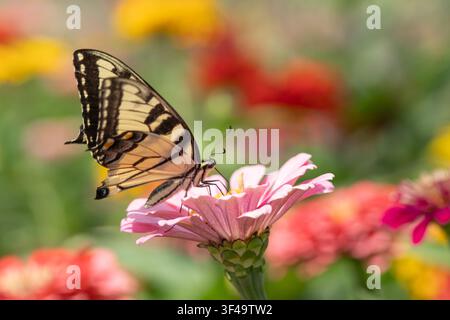 Farfalla tigre orientale (Papilio glaucus) su un fiore di zinnia rosa colorato in un giardino estivo Foto Stock