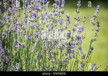 Fiori di lavanda in fiore che crescono in un giardino soleggiato durante la stagione estiva Foto Stock