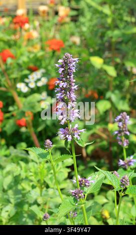 Vista ravvicinata dell'Agastache Blue Fortune Foto Stock