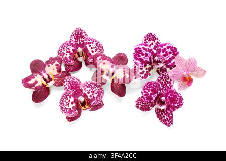 Gruppo di fiori di orchidea phalaenopsis viola e bianchi maculati con un'orchidea rosa a strisce, isolati su sfondo bianco Foto Stock