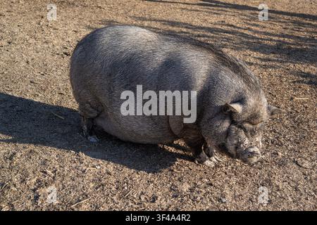 Grande maiale nero che cammina in un recinto agricolo rurale Foto Stock