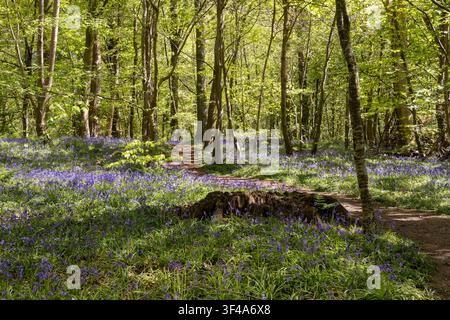 Un tappeto spesso di campanule selvatiche blu copre una riva boscosa tra le basi degli alberi muschiose in una foresta primaverile. I fiori densi blu-viola e la vegetazione verde fresca Foto Stock