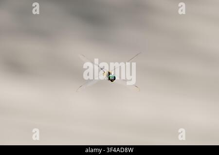 Libellula che volteggia a mezz'aria, vista di fronte con ali scintillanti su uno sfondo naturale liscio, catturata nella calda luce estiva. Foto Stock