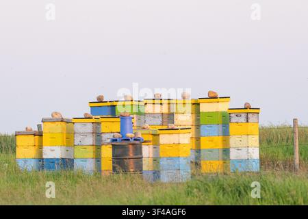 Una collezione di cassette per alveari colorate impilate in un apiario rurale, circondate da erba alta sotto un cielo nuvoloso. Le arnie di legno dipinte sostengono hon Foto Stock