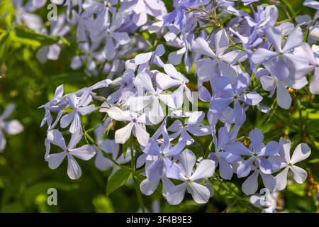 Le delicate fiori di phlox lavanda creano un morbido tappeto di fiori a forma di stella in un giardino illuminato dal sole. Un primo piano rivela petali pallidi, fogliame verde e una dolce Foto Stock