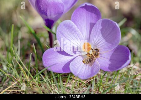 Api che raccoglie nettare su un fiore di croco. Foto Stock