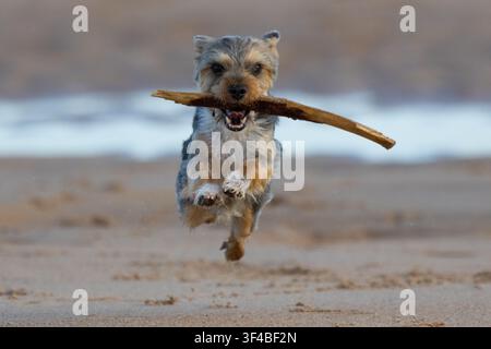 Piccolo cane carino e felice che corre con un bastoncino su una spiaggia. Foto Stock