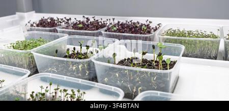 Fattoria di microgreen al coperto con vassoi pieni di varie piantine sotto luci a LED, che mostrano una crescita sana e colori vivaci delle piante Foto Stock