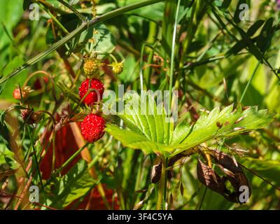 Fragole selvatiche rosse di gusto tra l'erba del prato Foto Stock